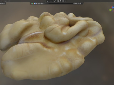 Walnut kernel v2 Modello 3D