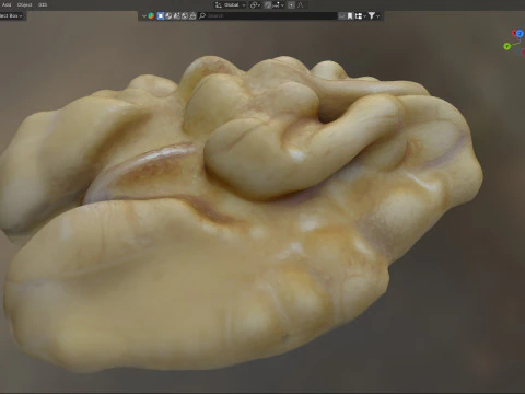 ウォールナット カーネル v2 3Dモデル