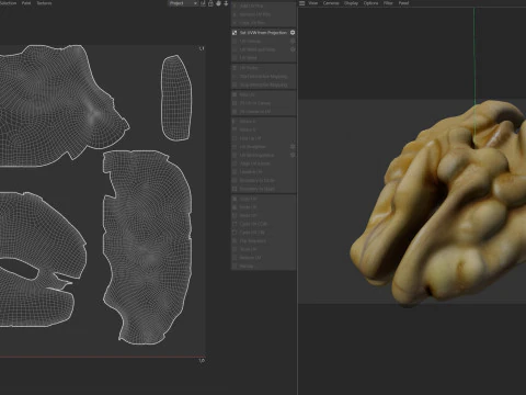 ウォールナット カーネル v2 3Dモデル