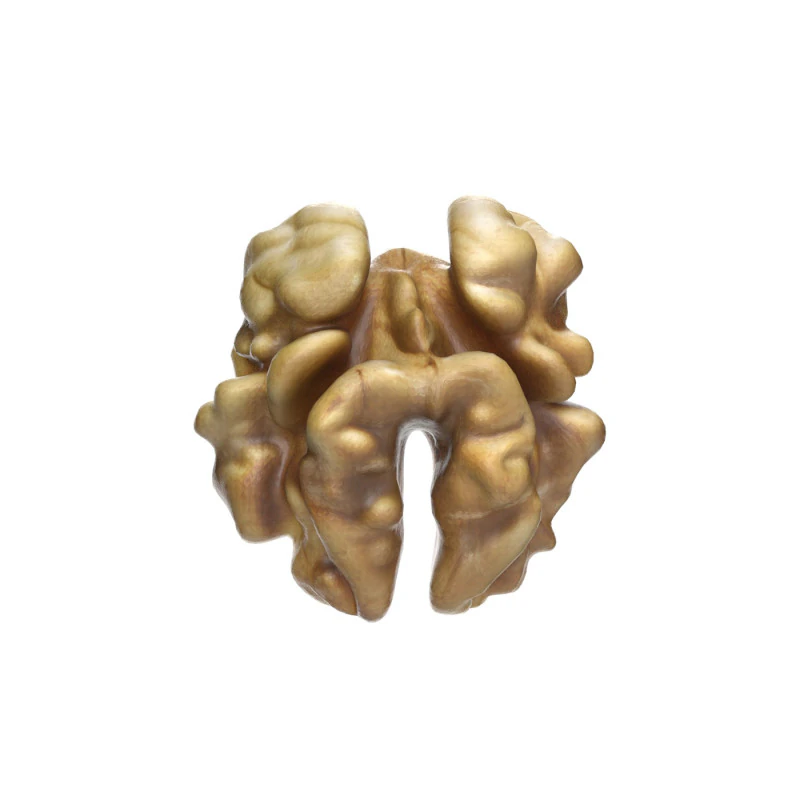 Walnut kernel v3 3D Model .c4d .max .obj .3ds .fbx .stl .blend 