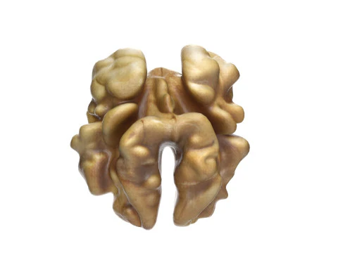 Walnut kernel v3 3D Model