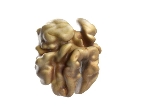 Walnut kernel v3 3D Model