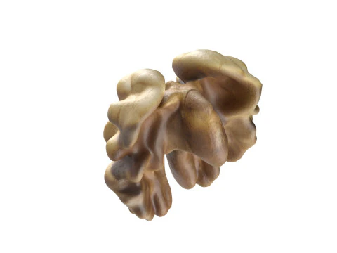 Walnut kernel v3 3D Model