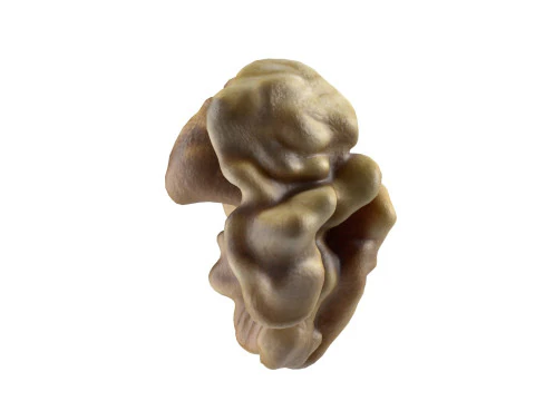 Walnut kernel v3 3D Model