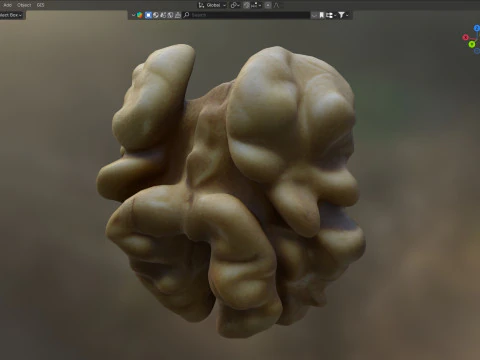 Walnut kernel v3 3D Model