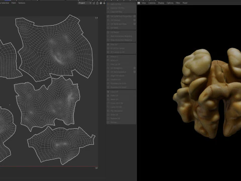 Walnut kernel v3 3D Model