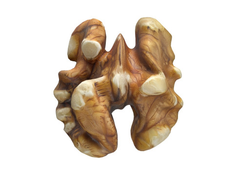 Walnut kernel v4 3D Модель