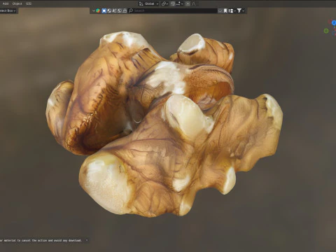 Walnut kernel v4 3D Model