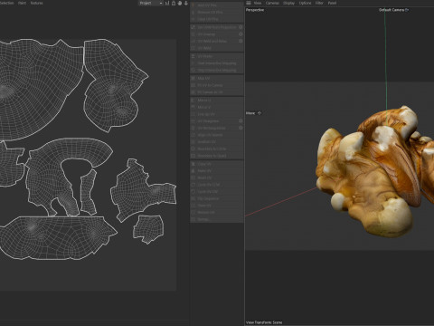 Walnut kernel v4 3D Модель