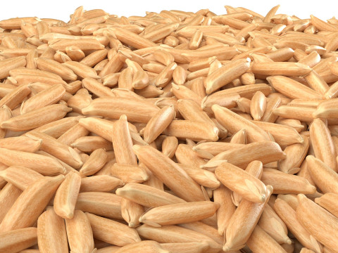 Dry Rice grain bowl Modelo 3D