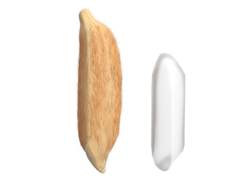 Rice grain dry and raw 3D 모델