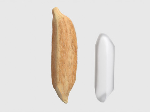 Rice grain dry and raw 3D Model
