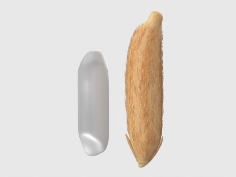 Rice grain dry and raw 3D Model