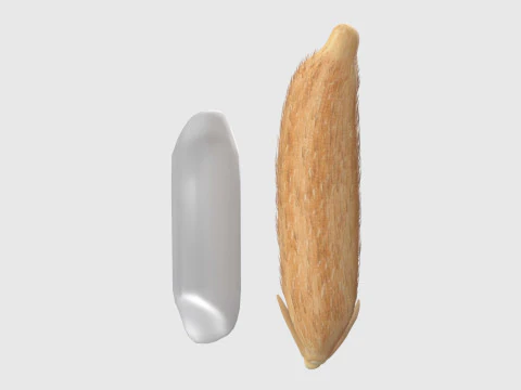Rice grain dry and raw 3D Model