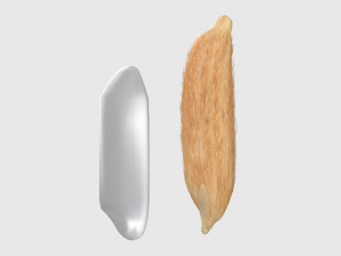 Rice grain dry and raw 3D Model