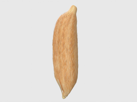 Rice grain dry and raw 3D Model