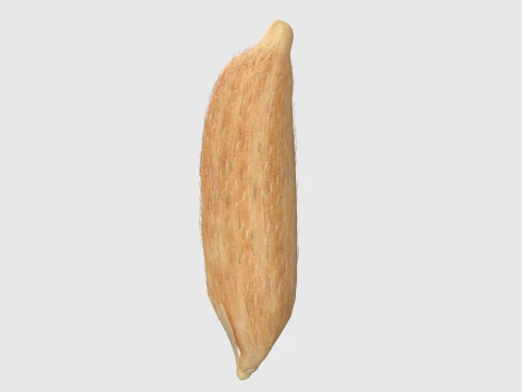 Rice grain dry and raw 3D Model