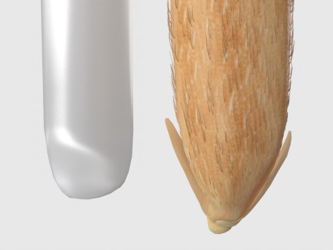 Rice grain dry and raw 3D Model