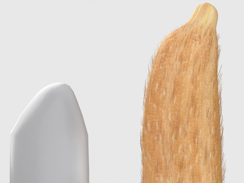 Rice grain dry and raw 3D Model