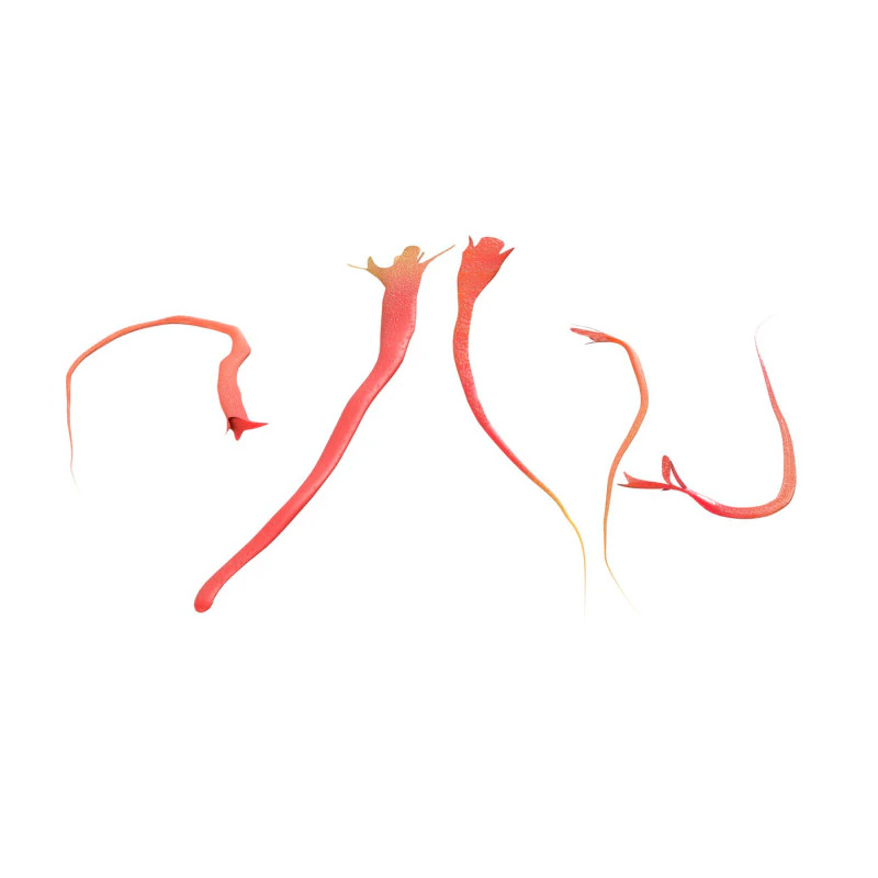 A&ccedil;afr&atilde;o Modelo 3D .c4d .max .obj .3ds .fbx .stl .blend 