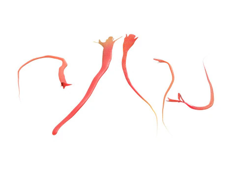 Zafferano Modello 3D