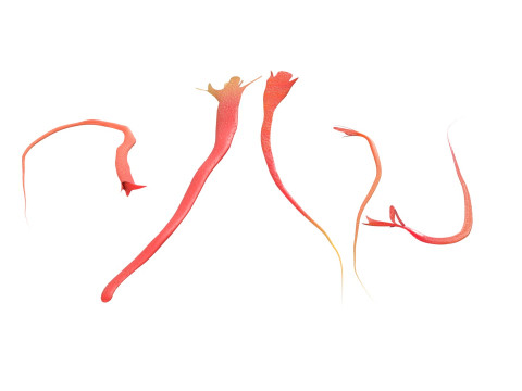 Saffron 3D Модель