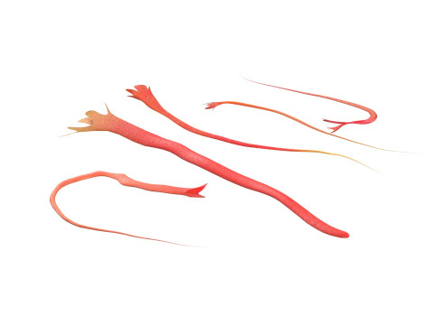 Saffron 3D Модель