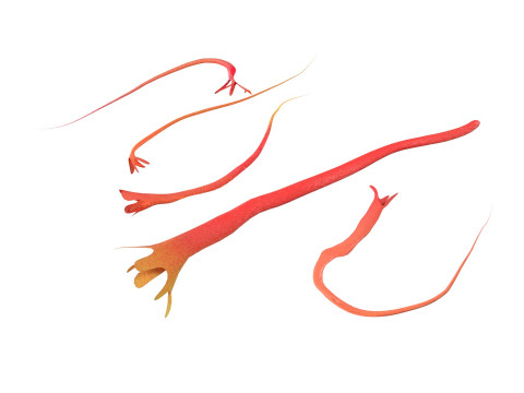Saffron 3D Модель