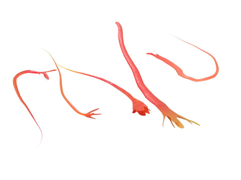 Saffron 3D Модель