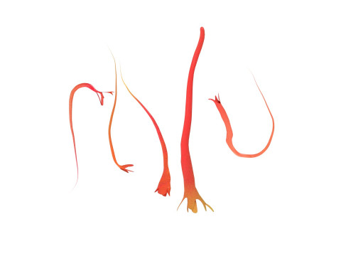 Saffron 3D Модель