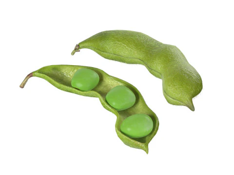 Groene sojaboon 3D Model