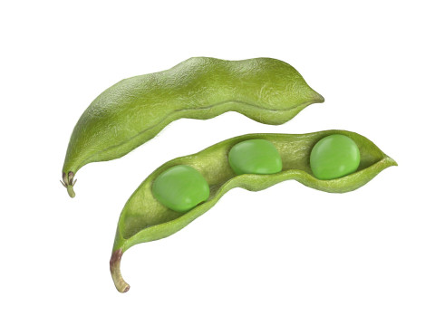 Soybean green pod Model 3D