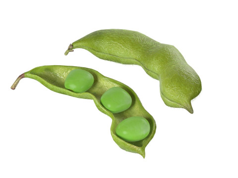 Soybean green pod Model 3D