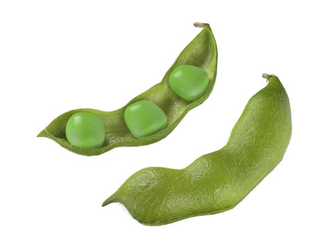 Soybean green pod Model 3D