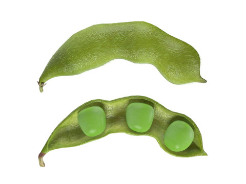 Soybean green pod Model 3D