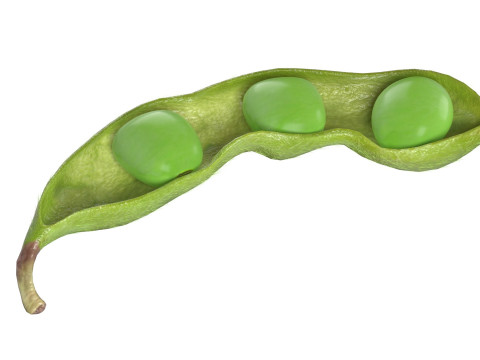 Soybean green pod Model 3D