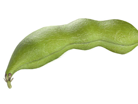 Soybean green pod Model 3D