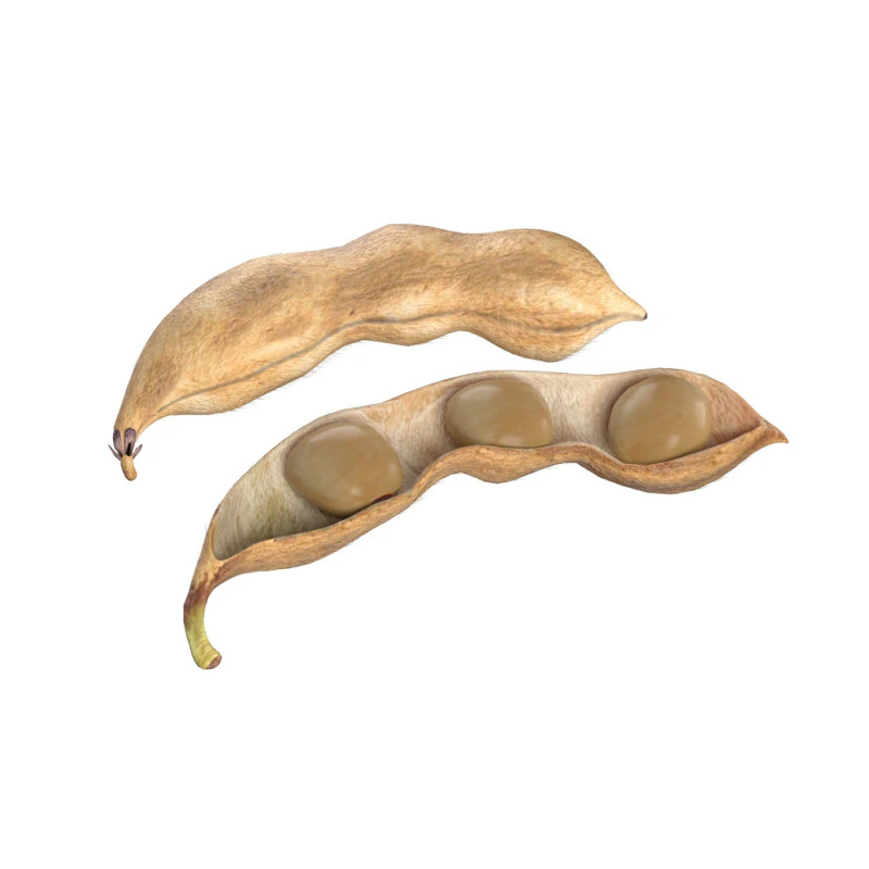 Soybean seed pod dried 3D Model .c4d .max .obj .3ds .fbx .stl .blend