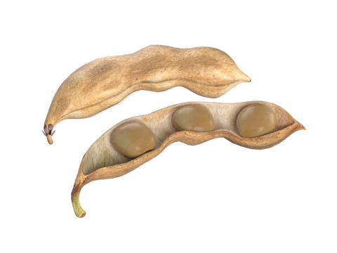 Sojabonenzaadpeul gedroogd 3D Model
