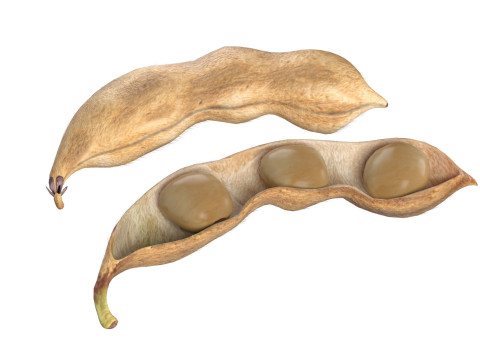 Soybean seed pod dried 3D Model