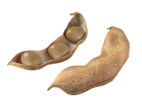 Soybean seed pod dried 3D Model
