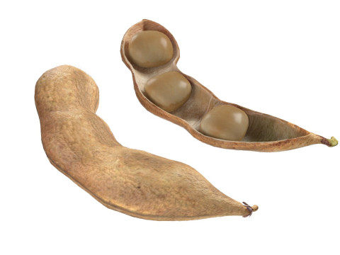Soybean seed pod dried 3D Model