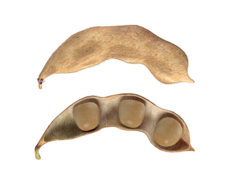 Soybean seed pod dried 3D Model