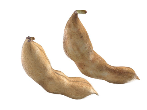 Soybean seed pod dried 3D Model