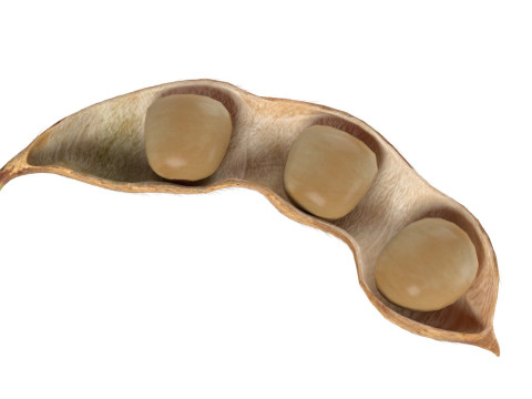 Soybean seed pod dried 3D Model
