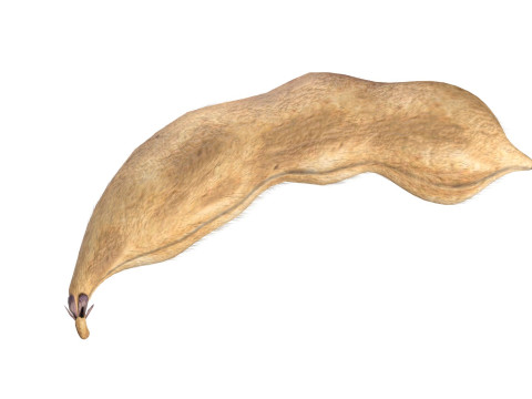 Soybean seed pod dried 3D Model