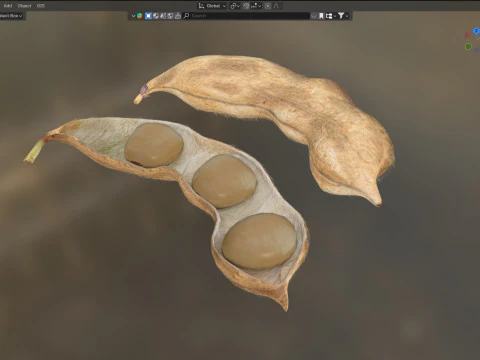 Soybean seed pod dried 3D Model