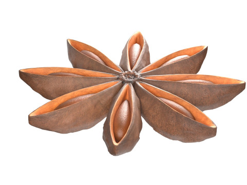 Star Anise Modelo 3D