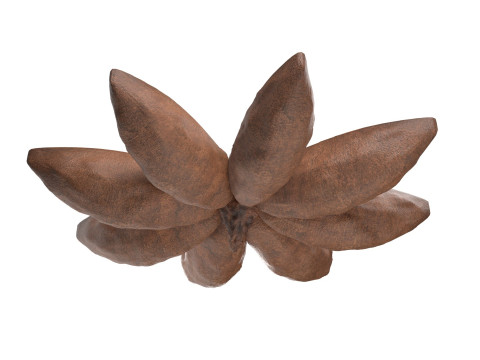 Star Anise Modelo 3D