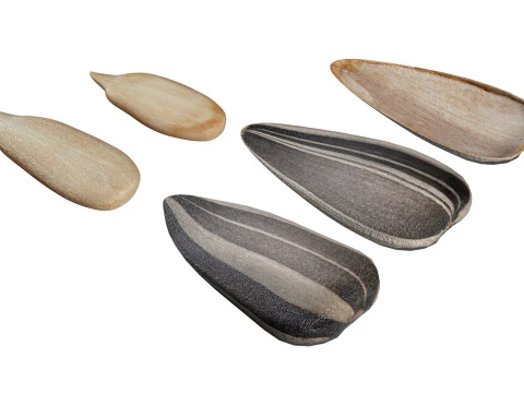 Striped sunflower seeds 3D Model